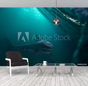 Picture of Great White Shark near by water surface Underwater wildlife shot